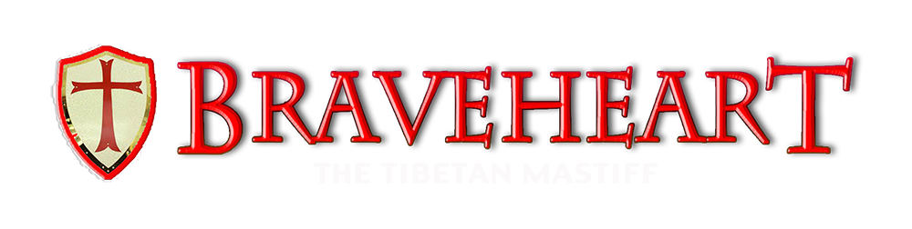 tibetan mastiffs